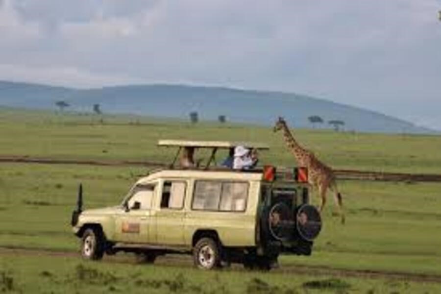 Safari