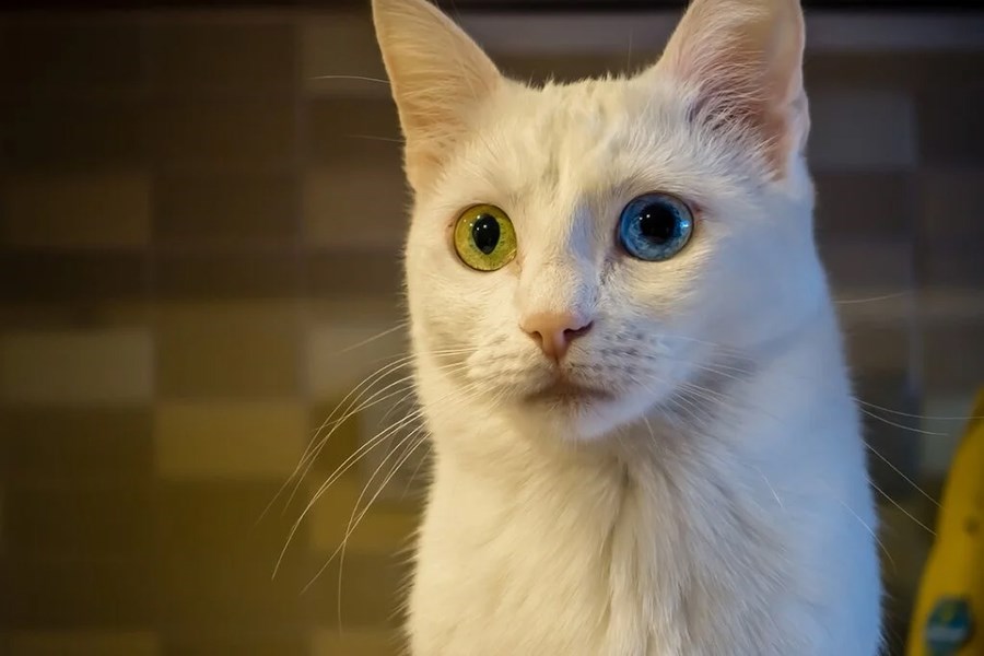 Butik Van Kars Erzurum Turu 3 Gece 4 Gün Thy İle 3 Gece Otel Konaklamalı Sevgililer Günü Özel