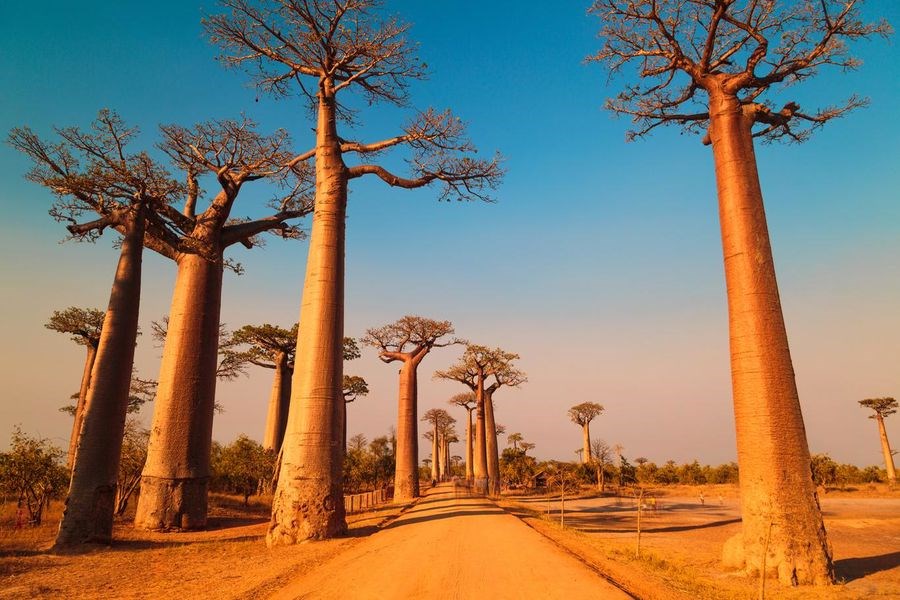 Madagaskar & Mauritius Turu Emirates Havayolları İle 10 Gece 12 Gün 2026 EJ001