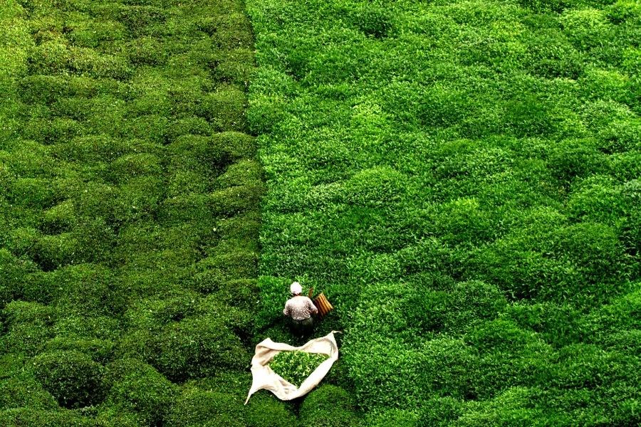 Karadeniz Yaylalar Ve Batum Turu 5 Gece Otel Konaklamalı Kuşadası Aydın Denizli Çıkışlı Ramazan Bayramı Özel 