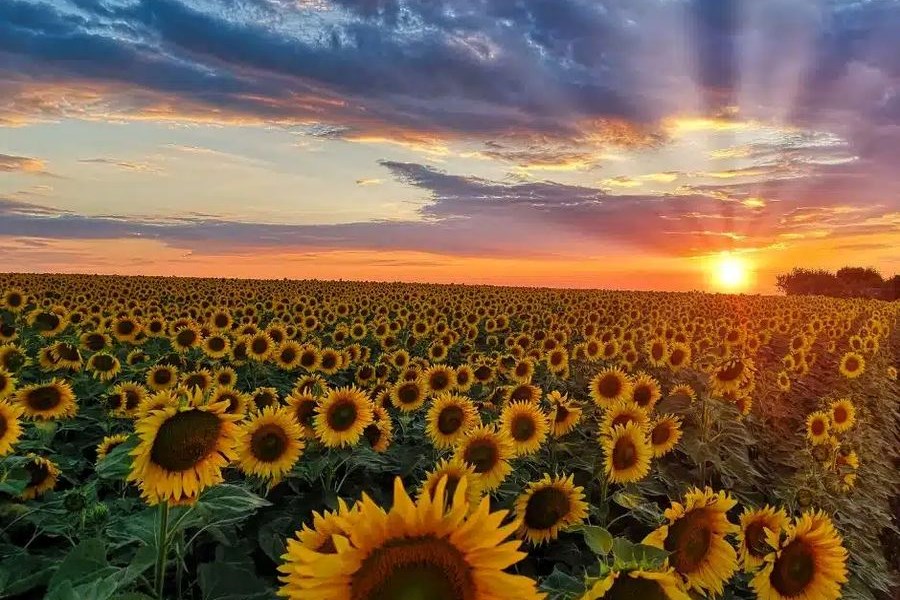 Ayçiçeği Tarlalarıyla Tekirdağ, Turistlerin Gözdesi Oldu