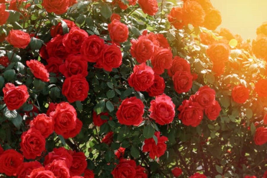 Gül Kokulu Ispartada Hasat Zamanı