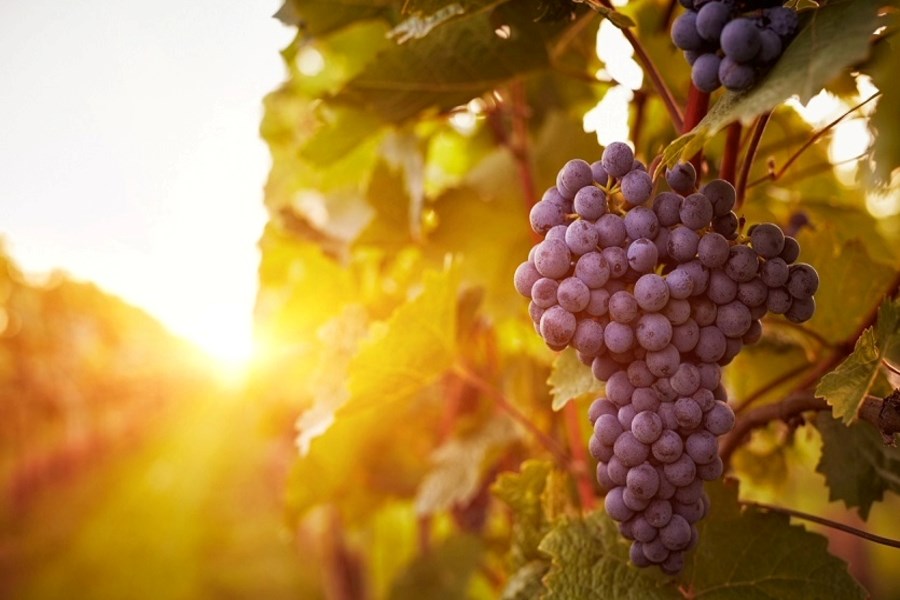 Bağlardan Sofraya Türkiyenin En Güzel Bağ Bozumu Rotaları ve Festivalleri